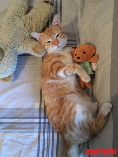 Sarman, Kedi  Latte fotoğrafı