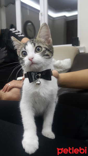 Tekir Kedi, Kedi  Çarşı fotoğrafı