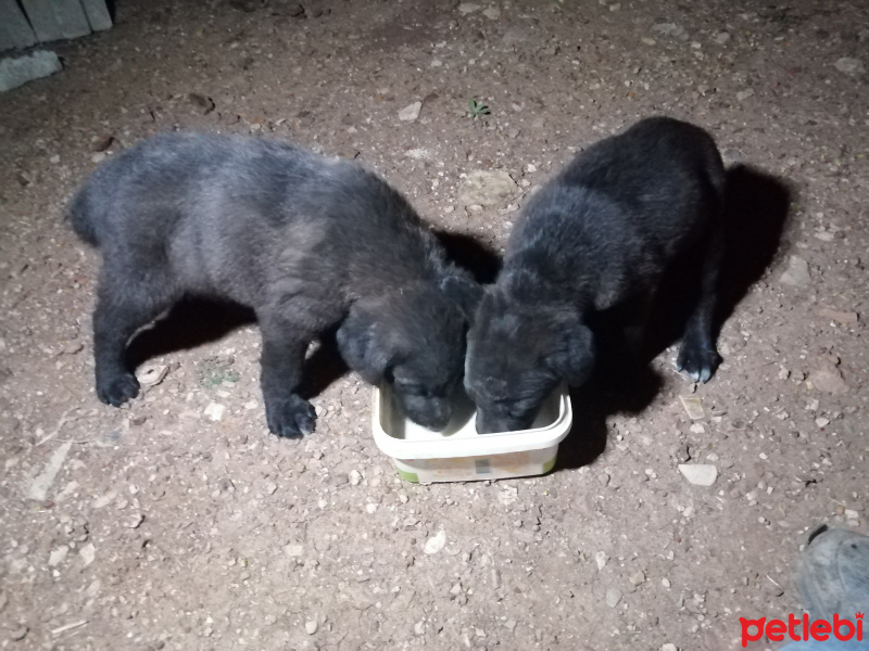 Sokö (Sokak Köpeği), Köpek  Gece ve kömür fotoğrafı