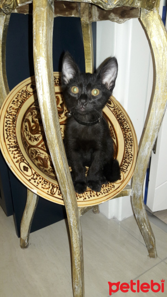 Bombay, Kedi  GECE fotoğrafı