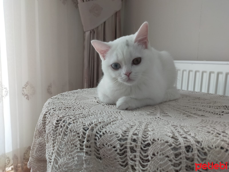 British Shorthair, Kedi  Yuumi fotoğrafı
