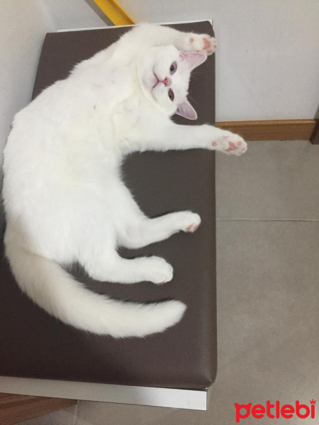 British Shorthair, Kedi  Yuumi fotoğrafı
