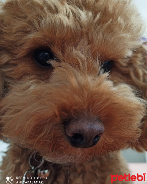Poodle (Minyatür Kaniş), Köpek  Toffee fotoğrafı
