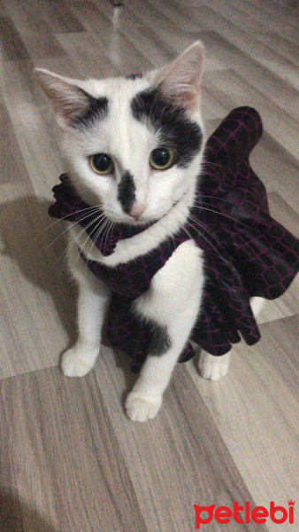 Tekir Kedi, Kedi  Boncuk fotoğrafı