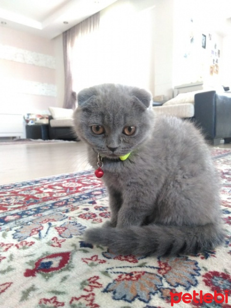 Scottish Fold, Kedi  Sakiz fotoğrafı