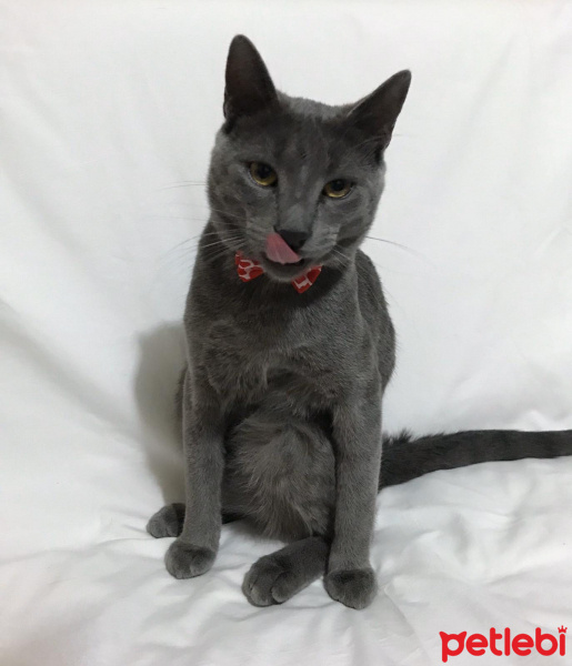 Mavi Rus, Kedi  Silver fotoğrafı