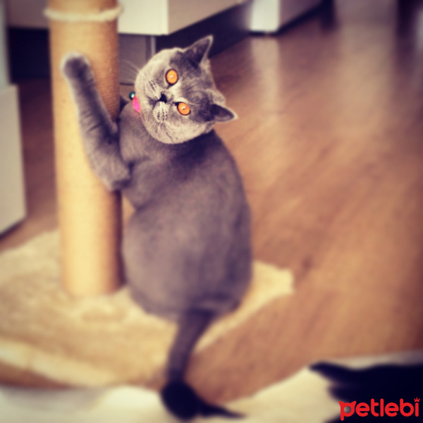 British Shorthair, Kedi  Hürrem fotoğrafı