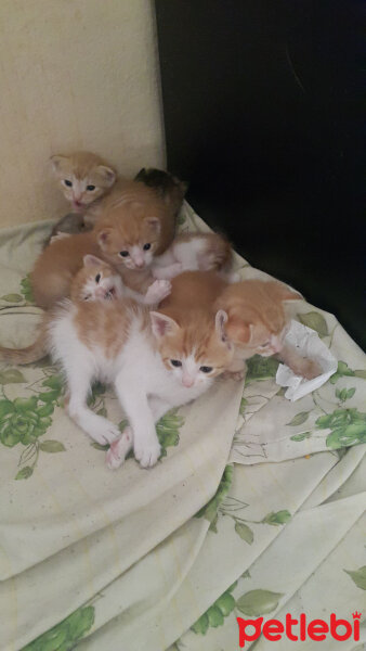 Scottish Fold, Kedi  Yumoşlar fotoğrafı