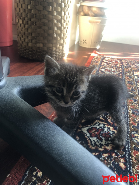 Tekir Kedi, Kedi  Zeytin fotoğrafı