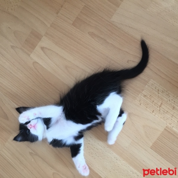 Tekir Kedi, Kedi  Sumi fotoğrafı