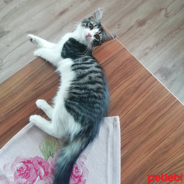 Tekir Kedi, Kedi  Hera fotoğrafı