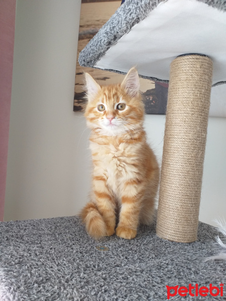 Sarman, Kedi  Winnie fotoğrafı