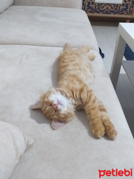 Sarman, Kedi  Winnie fotoğrafı
