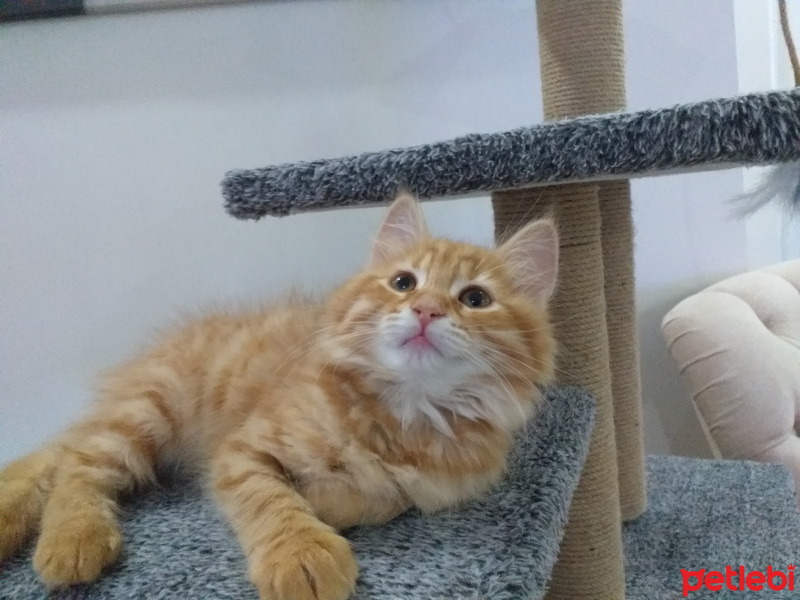 Sarman, Kedi  Winnie fotoğrafı