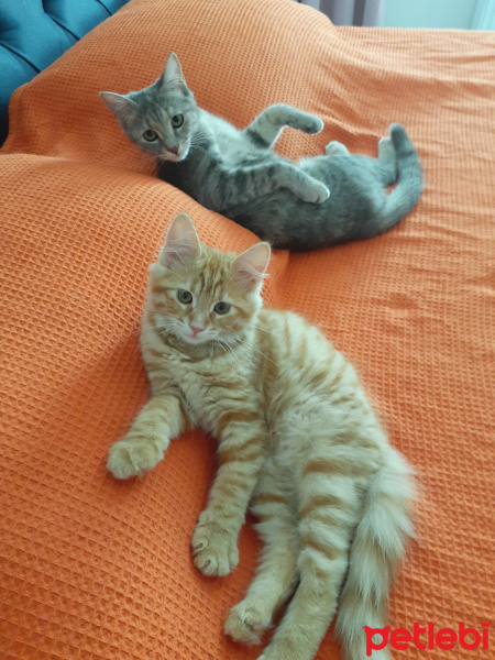 Sarman, Kedi  Winnie fotoğrafı