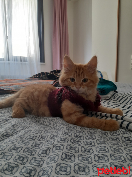 Sarman, Kedi  Winnie fotoğrafı