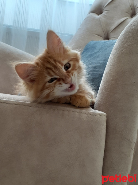 Sarman, Kedi  Winnie fotoğrafı