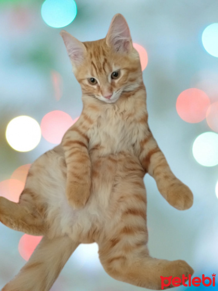 Sarman, Kedi  Winnie fotoğrafı