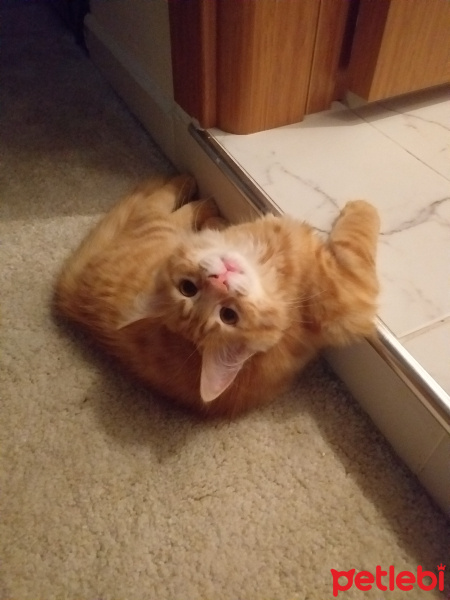 Sarman, Kedi  Winnie fotoğrafı