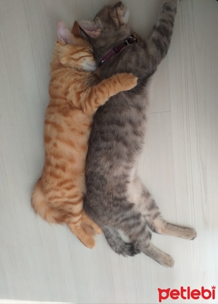 Sarman, Kedi  Winnie fotoğrafı