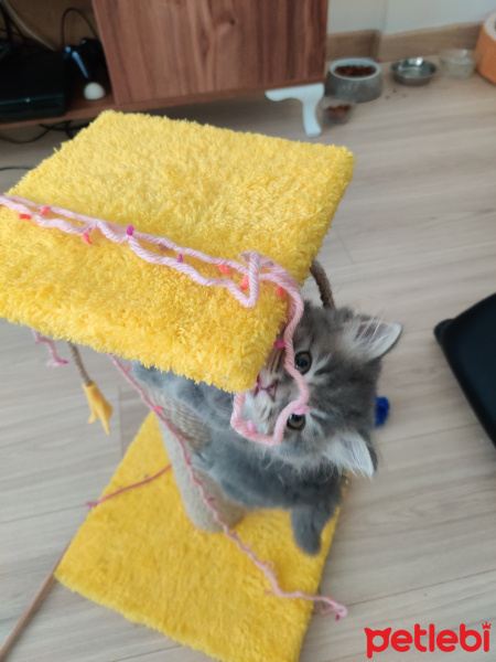 Chinchilla, Kedi  Pıtır fotoğrafı