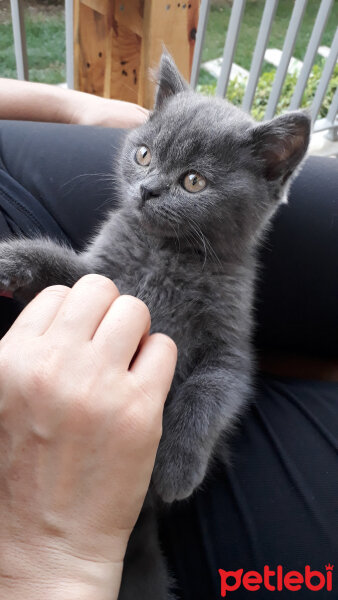 British Shorthair, Kedi  Leo fotoğrafı