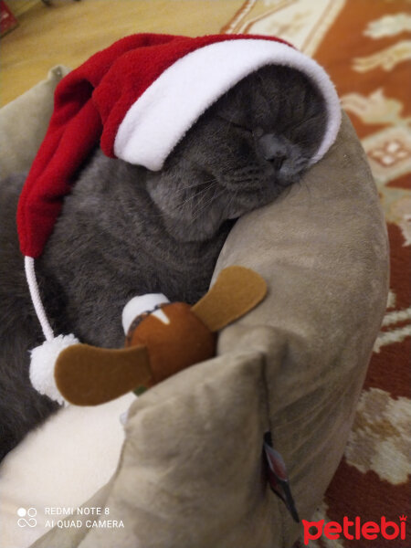 British Shorthair, Kedi  Leo fotoğrafı