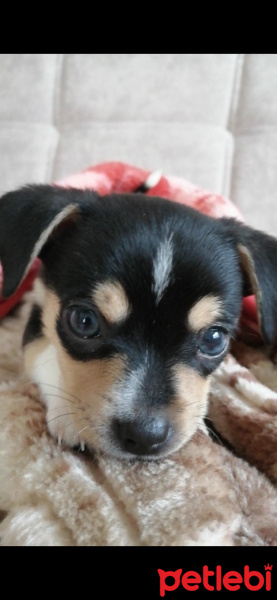 Minyatür Pinscher, Köpek  Kurt fotoğrafı