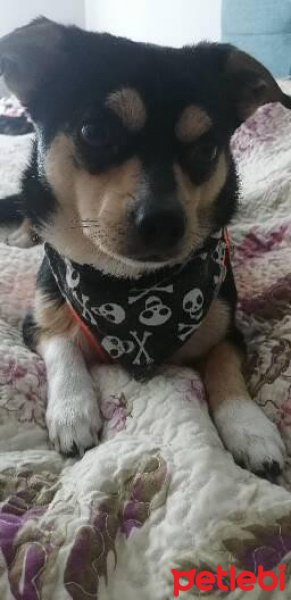 Minyatür Pinscher, Köpek  Kurt fotoğrafı