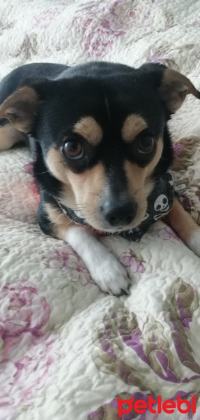 Minyatür Pinscher, Köpek  Kurt fotoğrafı