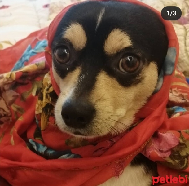 Minyatür Pinscher, Köpek  Kurt fotoğrafı
