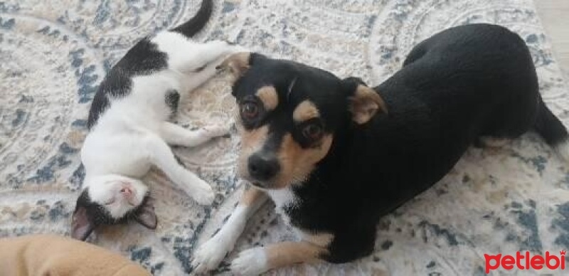 Minyatür Pinscher, Köpek  Kurt fotoğrafı