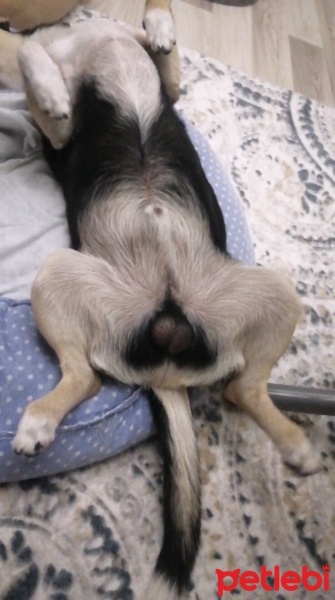 Minyatür Pinscher, Köpek  Kurt fotoğrafı