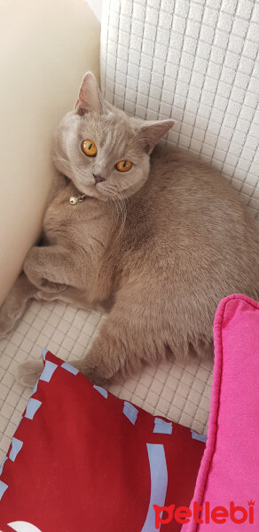 British Shorthair, Kedi  Wanda fotoğrafı