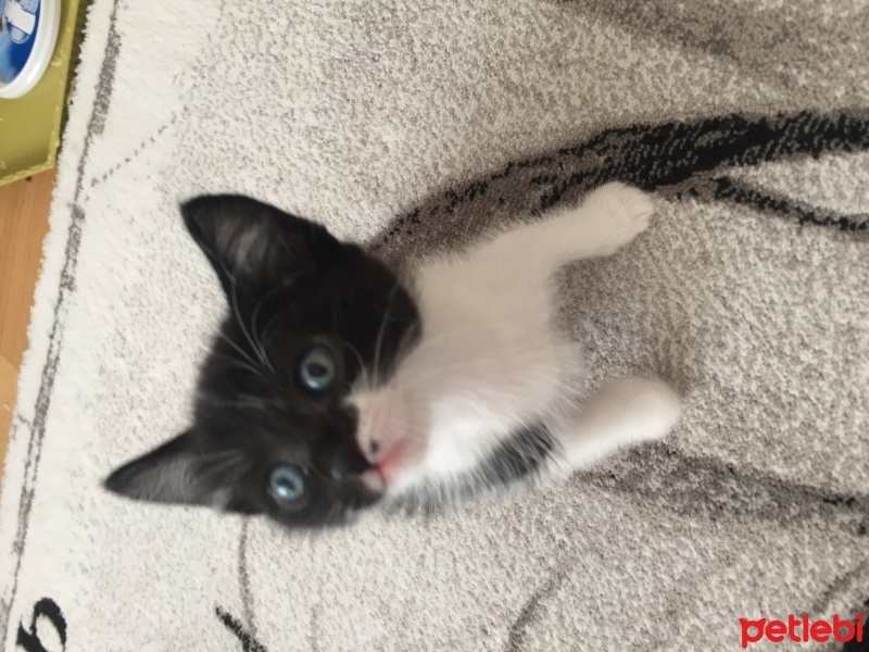 Tekir Kedi, Kedi  Yumi  fotoğrafı