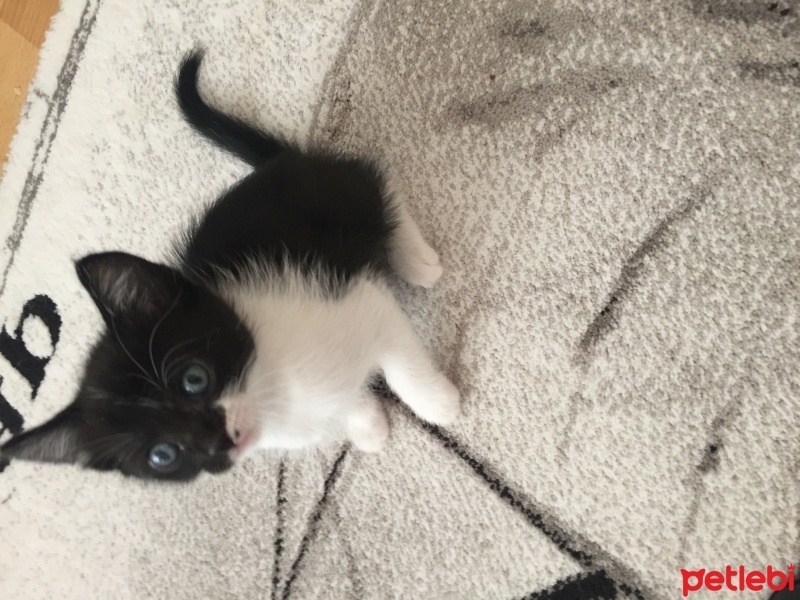 Tekir Kedi, Kedi  Yumi  fotoğrafı