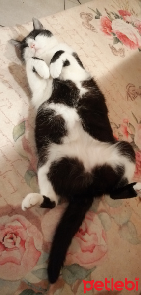 British Shorthair, Kedi  BOUNTY fotoğrafı