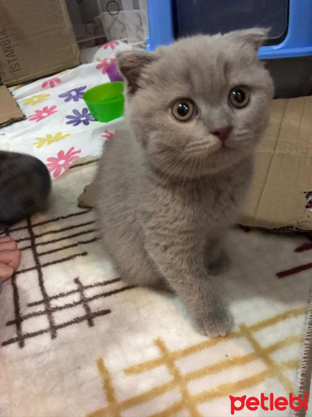 Scottish Fold, Kedi  Mirket fotoğrafı