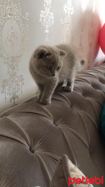 Scottish Fold, Kedi  Mirket fotoğrafı