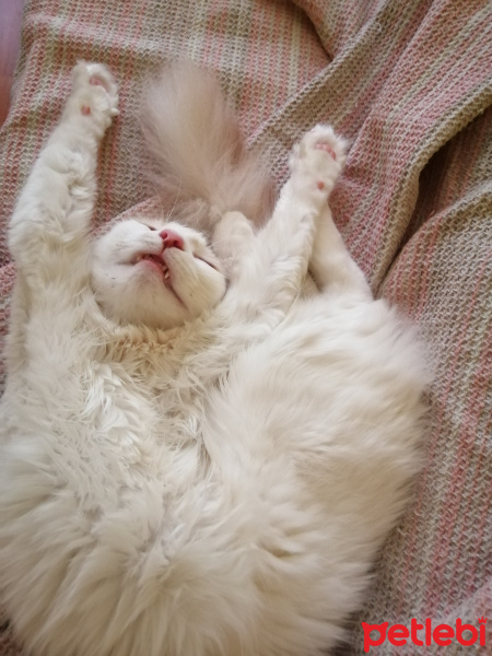 Tekir Kedi, Kedi  Şışıl fotoğrafı