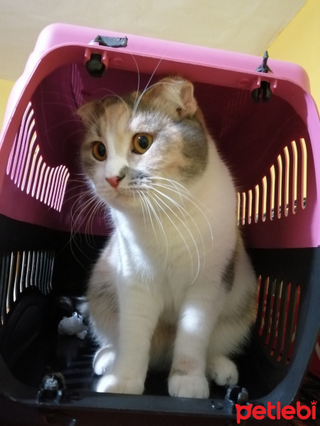 Tekir Kedi, Kedi  Şışıl fotoğrafı