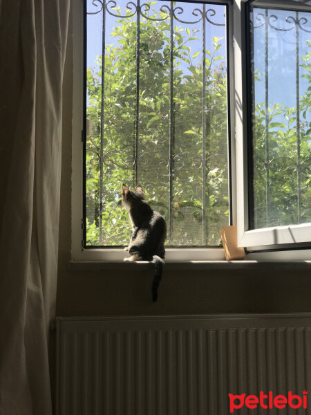 Tekir Kedi, Kedi  Lucrecia fotoğrafı