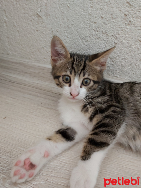 Tiffany/Chantilly, Kedi  Biber fotoğrafı