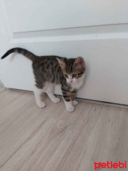 Tiffany/Chantilly, Kedi  Biber fotoğrafı