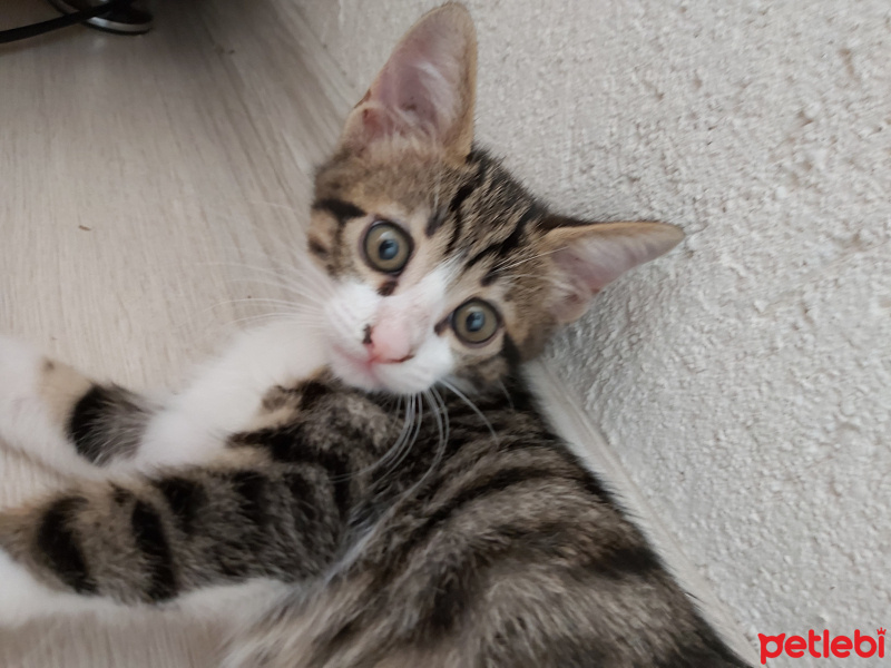 Tiffany/Chantilly, Kedi  Biber fotoğrafı