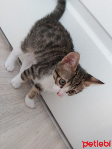 Tiffany/Chantilly, Kedi  Biber fotoğrafı
