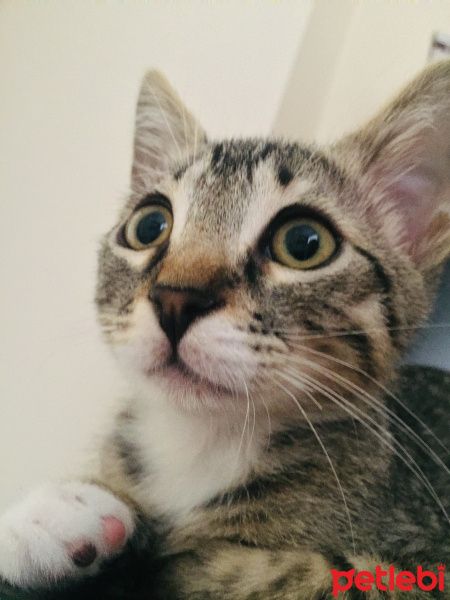 Tekir Kedi, Kedi  Minik fotoğrafı