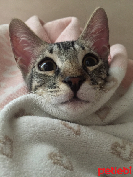 Tekir Kedi, Kedi  Minik fotoğrafı