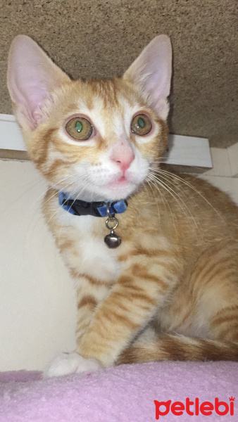 Sarman, Kedi  Efe fotoğrafı