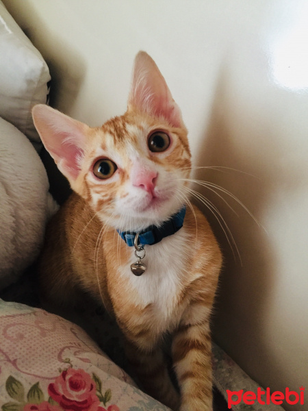 Sarman, Kedi  Efe fotoğrafı